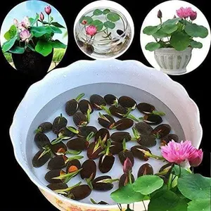 20 pcs Bowl Lotus Seeds- Ready to Plant, Ideal for Indoor & Outdoor Aquatic Gardens, Easy Growth, Minimal Care Required Planting Guide Included