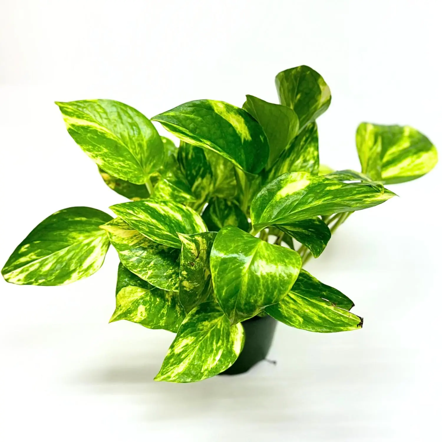 Pothos Hawaiian Golden Potted Live Plant 4in - Epipremnum Aureum - Large Leaf Variegation - Golden-Yellow Marbling - Tropical Houseplant - Vining Greenery - Easy Care - Fast Growing - Heart Shaped Leaves - Indoor Jungle - Statement Vine