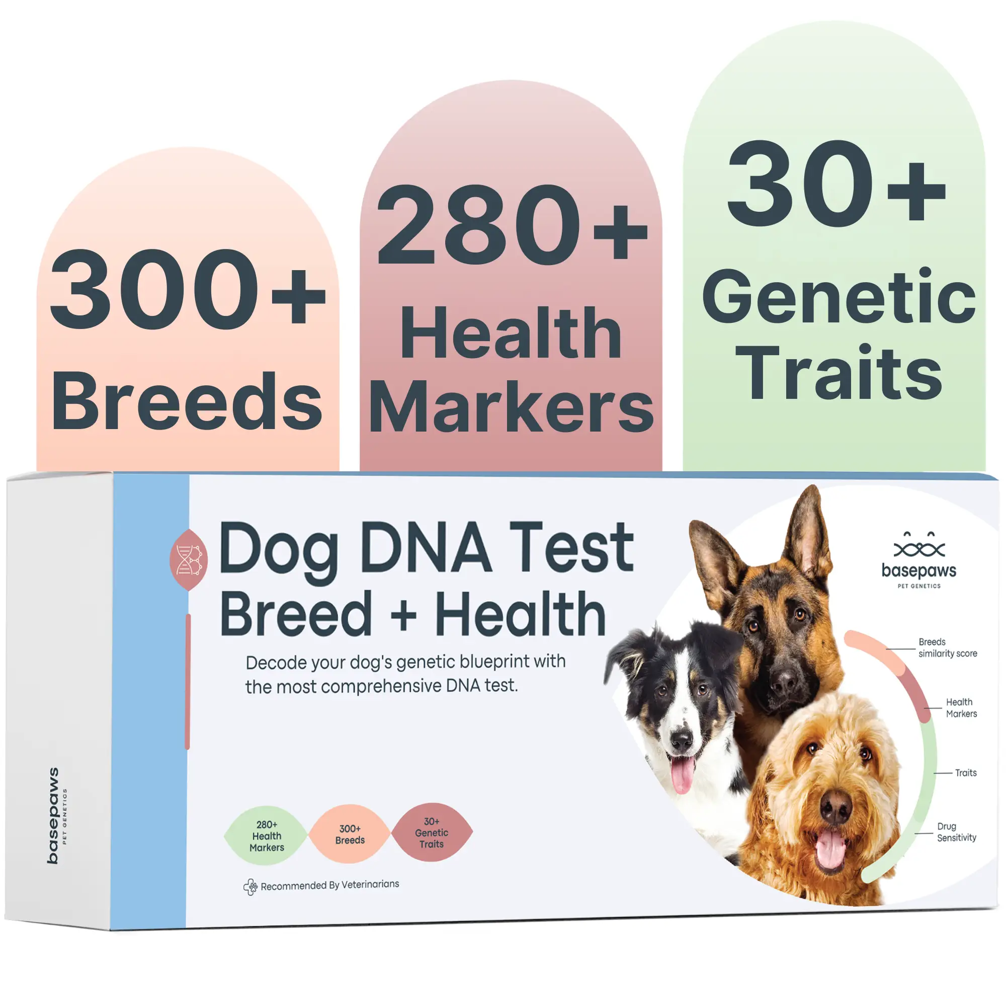 Basepaws Dog DNA Test Kit – 300+ Breeds, 280+ Genetic Health Risks, and 30+ Trai...