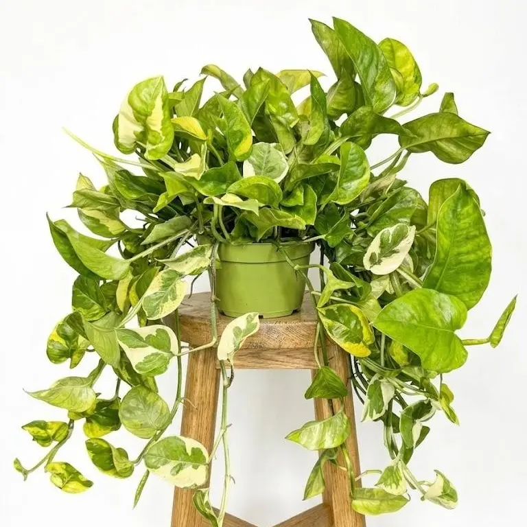 6" XL Pothos 'Lemon Meringue' (Epipremnum Aureum), Low Light Tolerant Live  Houseplant, Indoor Plant - TikTok Shop