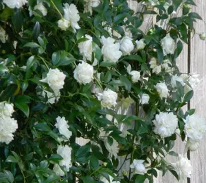 White Lady Banks Climbing Rose