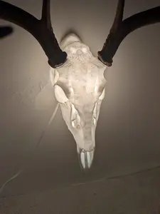 Deer Skull, Nightlight, Lamp, Cave