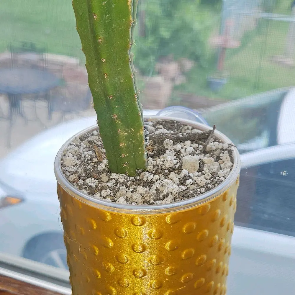 Suction Planter 4 inch Window Planter Magnetic Drip Tray