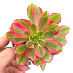 4” Aeonium Pink Witch