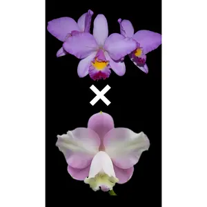 Rth. Hsinying Starlight x C. loddigesii aquinii 'Alvaro Perelia' | BS not in bloom