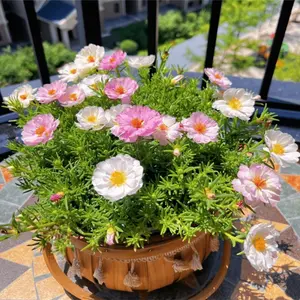 1000pcsRare Moss Rose Seeds - Unique Green Blooms, Heirloom Garden Seeds, Non-gmo Flower Seeds for Ornamental Gardening