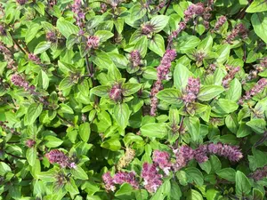Licorice Basil Seeds