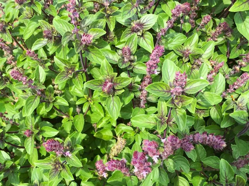 Licorice Basil Seeds