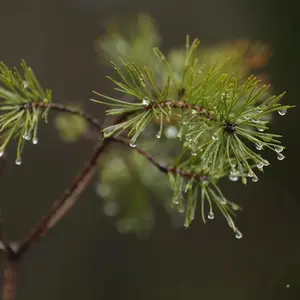 Scotch Pine Tree Seeds (Pinus sylvestris)