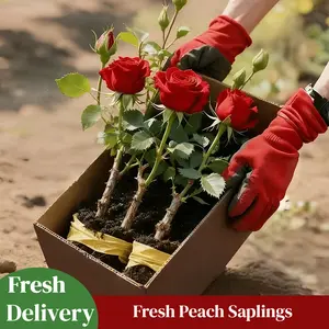 Live Rose Plant Seedling – Fragrant Flowering Rose Bush for Outdoor Garden & Yard – Easy to Grow Perennial Landscaping Plant, Vibrant Blooms for Patio, Lawn & Garden Decor