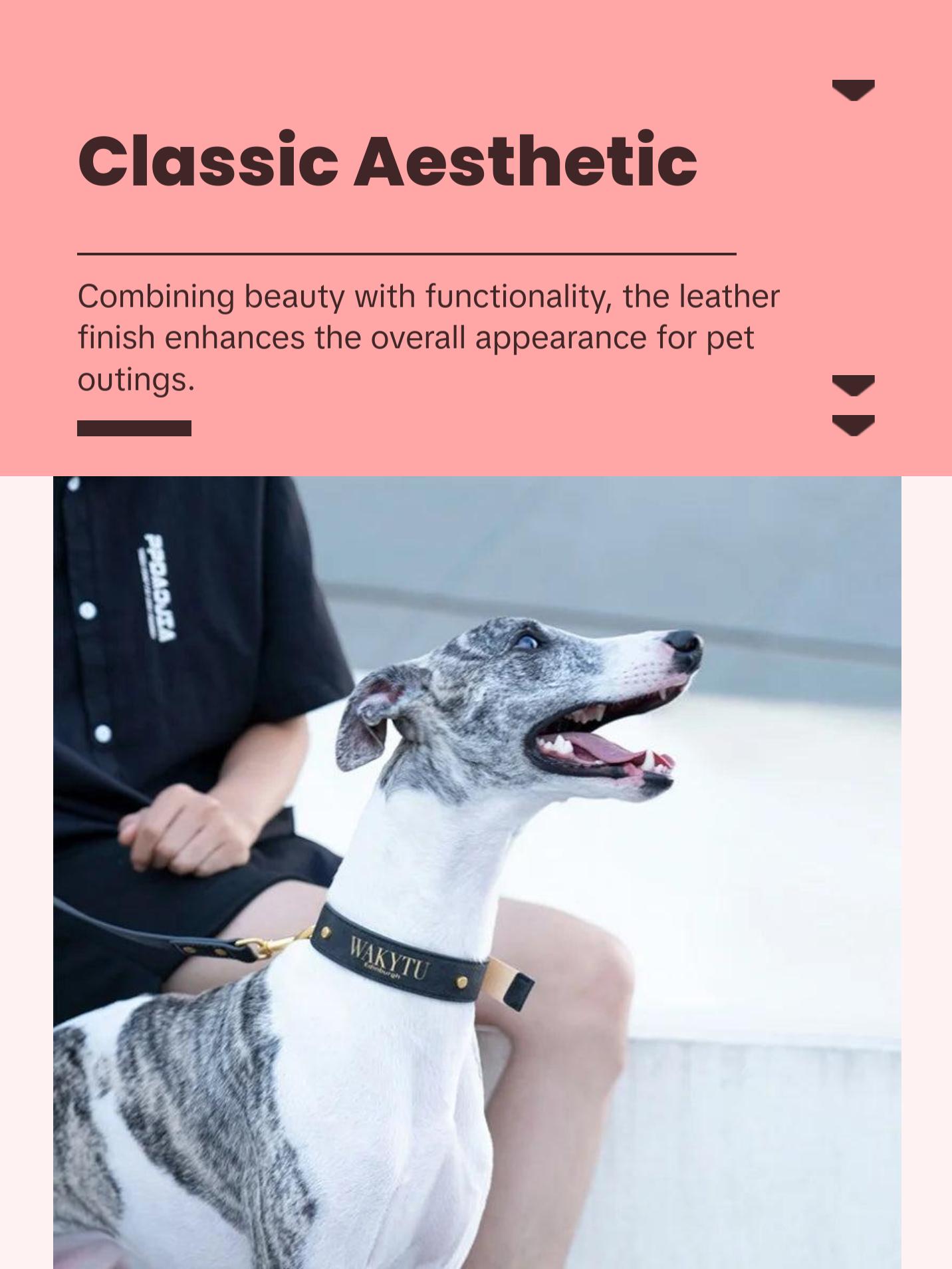 Luxury Leather Dog Collar & Leash with Padded Handle