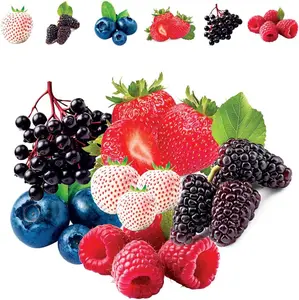 CZ Grain Starter Kit - Fruit Garden Seeds Kit for Growing - Elderberry, Blueberry, Red Strawberry, White Strawberry, Raspberry, Mulberry.