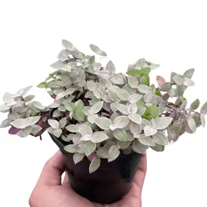 Tradescantia Callisia 'Pink Panther'