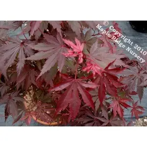 Acer shirasawanum 'Gloria' Full Moon Japanese Maple