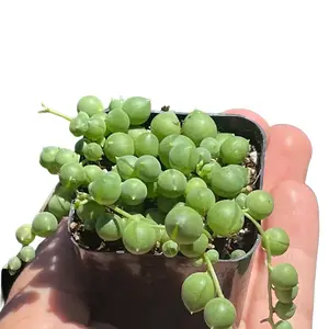 String of Pearls Senecio Rowleyanus 2 Inch Pot - Delicate Cascading Succulent for Garden Decor