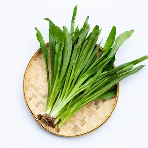 Culantro Sawtooth Herb Recao Ngo Gai Seeds 6 Pack x 1000 Seeds Non-GMO Heirloom Home Garden Container Raised Bed