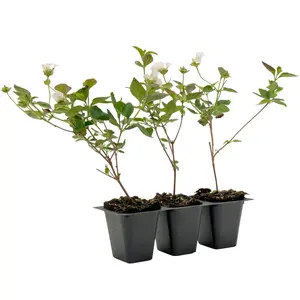 Trailing White Lantana | Live Plant in 2.5 Inch Nursery Cube | Lantana Montevidensis