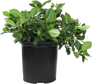 Gardenia Plant (1G), Cape Jasmine Plant Outdoor Plants, Fresh Flowers for Delivery Prime, Live Plants Indoor Plants Live Houseplants, Gardenia Plants Live House Plants Indoors Live