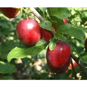 Cherry Plum Tree seedling