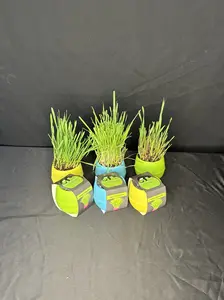 Spring Ball Collectuin