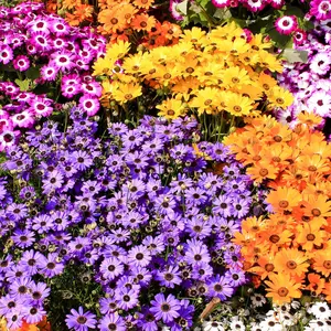 1000Pcs Pyrethrum Daisy Seeds Natural Pest Control Flower Seeds for Garden Organic Insect Repellent Chemical Free White Blooms Medicinal Plants