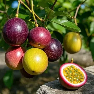 100 seeds Purple Passion Fruit Seeds – Hardy Tropical Climbing Vine, Fast-Growing Ornamental Plant for Backyard and Home Garden Cultivation, Produces Sweet Aromatic Edible Fruits, Perfect for Outdoor Landscaping and Vertical Greenery Decor