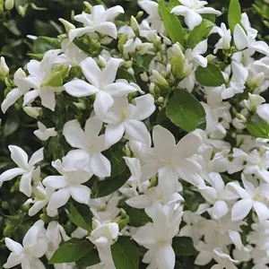30+ Climbing Jasmine Seeds - Fragrant Evergreen Silver Jasmine for Garden, Balcony & Home Planting, Non-GMO, Four Seasons Bloom