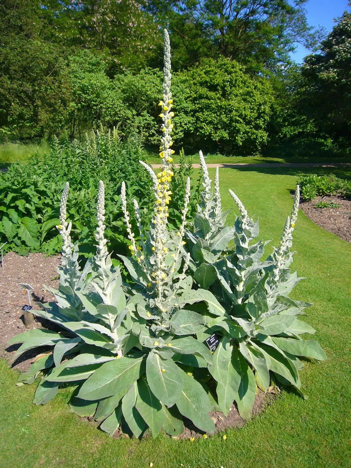 Verbascum thapsus Common Mullein Herb Seeds - 4000 Quick-Growing, Nutrient-Rich Medicinal Seeds for Gardening Enthusiasts, Indoor & Both Indoors/Outdoors Home Garden Supplies, Seed Saving Use, Creative Uses