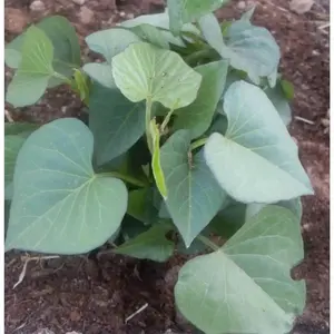 Purple Sweet Potato (Slips) ,Asian Vegetable