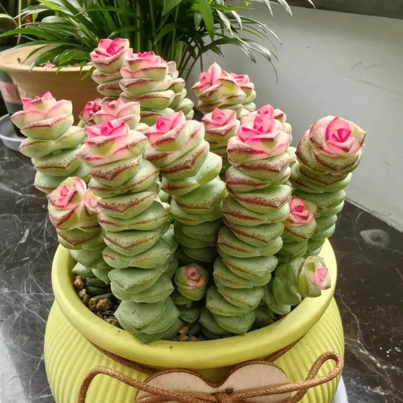String of Buttons Succulent Plant – Unique Green and Red Bead-Like Foliage, Perfect for Home or Office Decor, Easy Care Live Succulent - 2-Inch Pot
