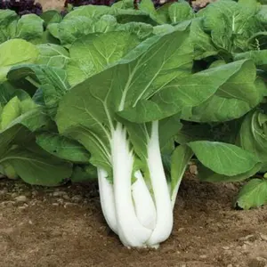 Large White Stem Bok Choy Seeds