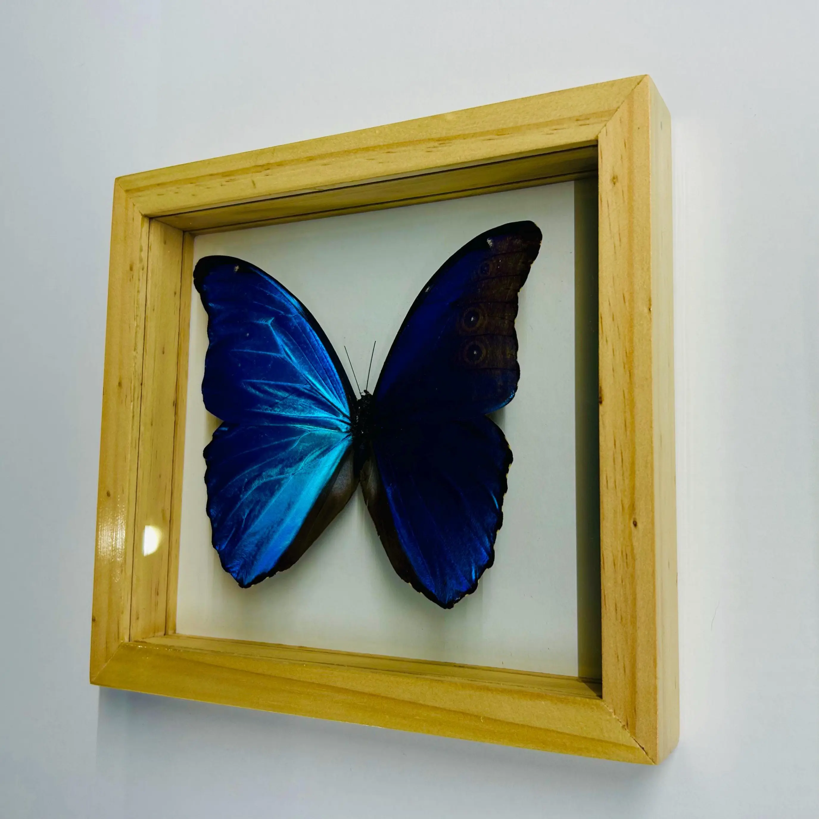 Blue  Morpho Butterfly Framed in Wood