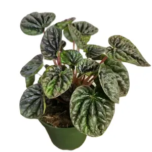 4" Peperomia Luna Grey Houseplant Decor Decorative Ornamental