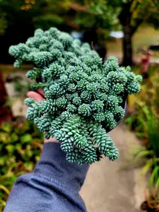 Sedum Dasyphyllum Major 3.5 inch pot