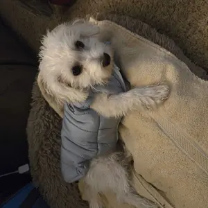 Blue Pet Padded Vest Dog & Cat Jacket with Zipper Cozy Cotton Coat, Fulfilled by TikTok, for Small Dogs Cats Soft Lightweight Warmth Sporty Design