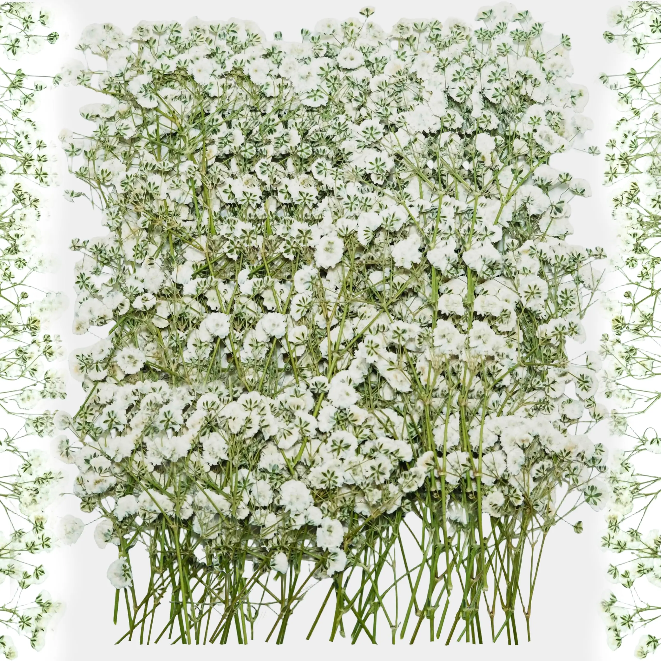 100Pcs White Babies Breath Dried Pressed Flowers, 3in Real Natural Flat Gypsophila Bulk for DIY Floral Decoration, Wedding Invitations, Resin Art, Gift & Home Decor Crafts