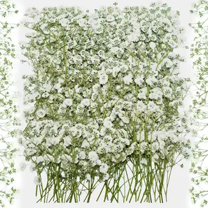 100Pcs White Baby’s Breath Dried Pressed Flowers, 3'' Real Natural Flat Gypsophila Bulk for Resin Art, Wedding Invitations, Scrapbooking, Jewelry, Candle & Soap Making, Cake & Frame Decor