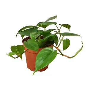 212 MAIN Easy-Grow Philodendron Cordatum Heartleaf House Plant, 4-Pack in 4 in. Pots