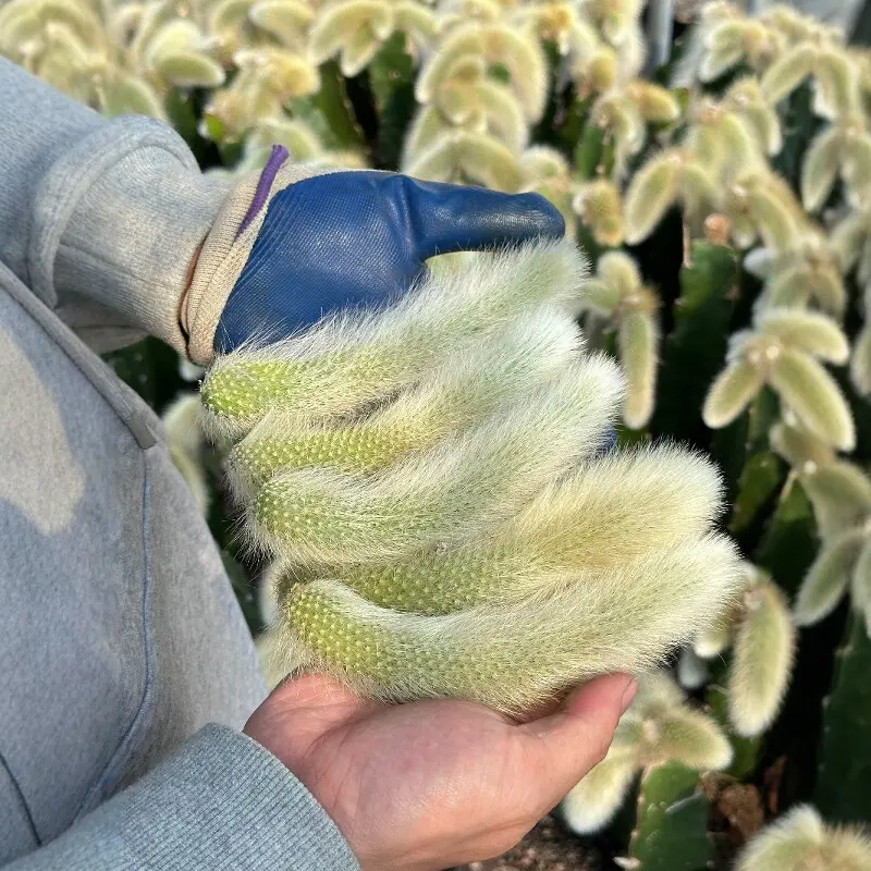 4 inch Live Monkey Tail Cactus Bare Root Succulent Plant Trailing Hanging Houseplant For Home Garden Indoor Outdoor Decor