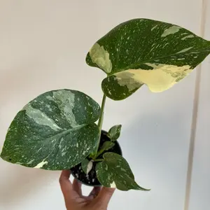 Monstera Thai Constellation