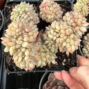 Echeveria 'Strawberry Cake' Crested Cluster (around 4'')- Bare Root Succulents - Terra Tales