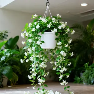 Jasmine Seeds for Planting, Non-GMOHeirloom, PerennialGarden Bonsai Plant, No Experience RequiredEasy to Grow