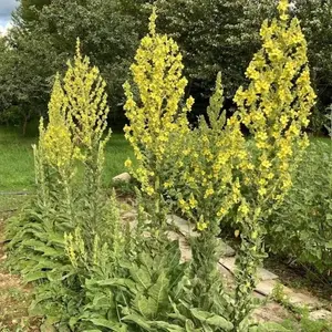 3000+ Yellow Verbascum Thapsus Seeds - Heirloom Great Mullein, Common Mullein Garden Seeds, Low-maintenance Biennial Flower Seeds, Certified Open Pollinated Herb