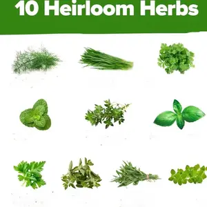 10 Culinary Herb Seed Kit – 4500+ Heirloom Seeds for Flavorful Indoor & Outdoor Gardens, Includes Basil, Thyme, Lavender & More