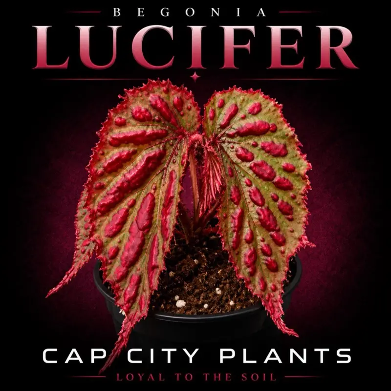 Begonia Lucifer Tissue Culture Begonia Lucifer Tissue Culture