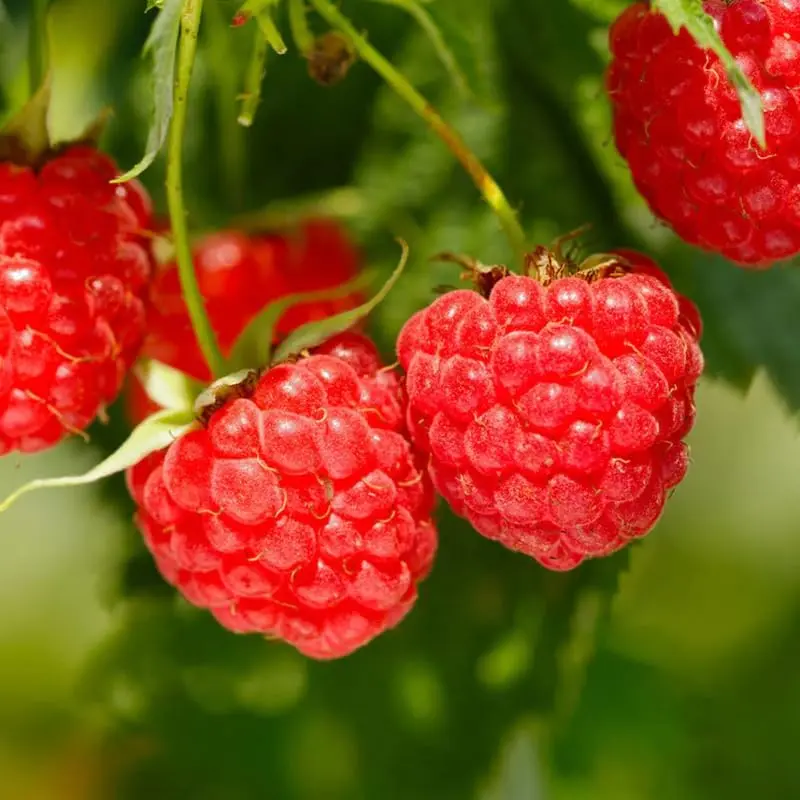 Caroline Red Raspberry Live Plant Fruit Plant for Home Garden