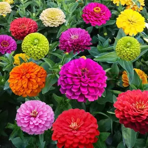 Crazy Blend Zinnia Seed Packets – Heirloom Open Pollinated & Untreated Mixed Color Zinnia Elegans Seeds for Planting