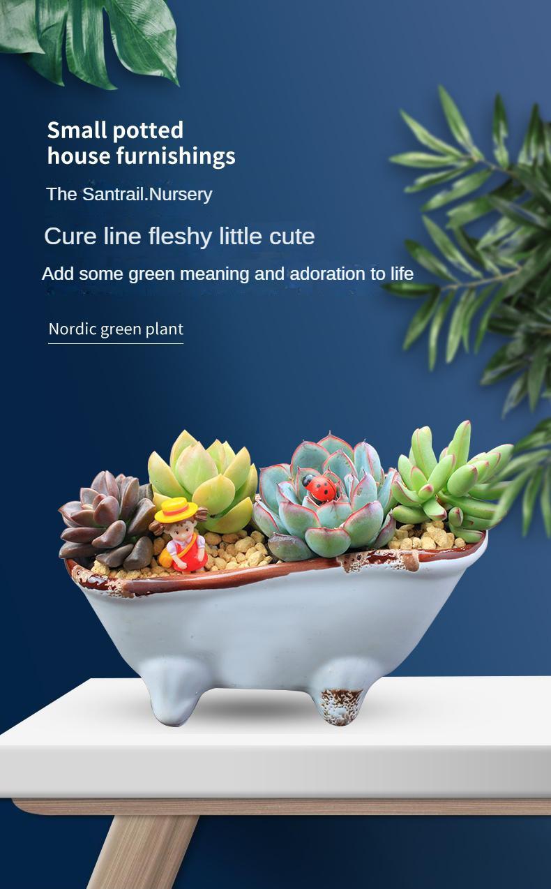 9” Rare Indoor Aeonium new varieties Succulent live Plants Collection For gift 9” Rare Indoor Aeonium new varieties Succulent live Plants Collection For gift