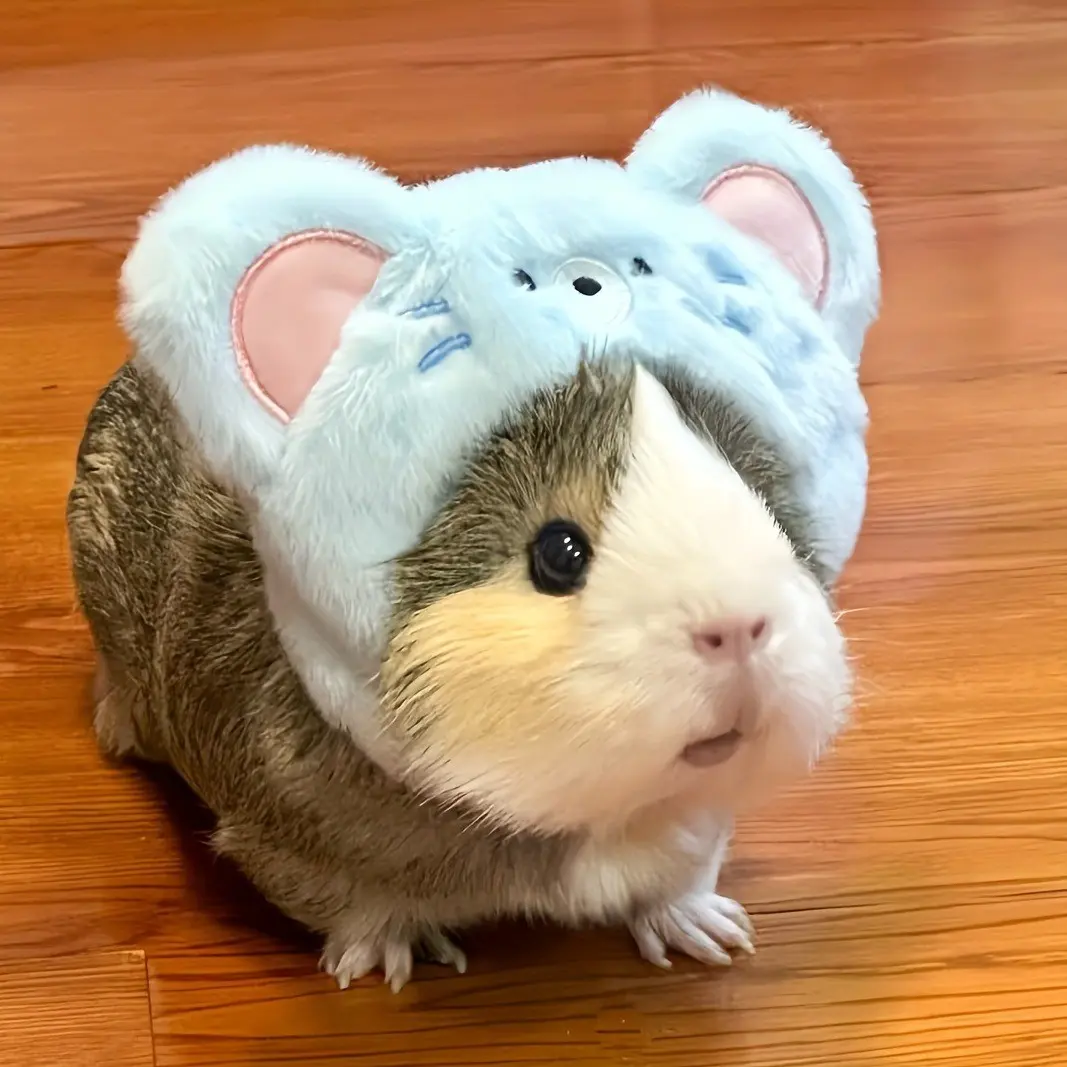 Small Pet Headwear, Hamster Hat, Cute Bunny Accessory, Pet Photo Props, Adorable Animal Costume, Fun Pet Accessories