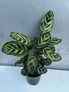 Calathea Makoyana in 4" Decorative Pot – Calathea Peacock Plant – Easy Care & Air Purifying Indoor Plant –  Low Maintenance Indoor Houseplant
